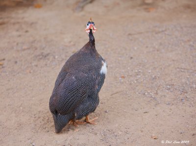 African Guinea Fowl