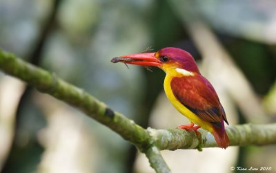 Oriental Dwarf Kingfisher - Rufous Back