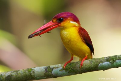 Oriental Dwarf Kingfisher (Rufous Backed) - Version 2