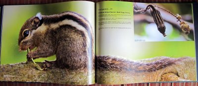 Sample pages of Feathered Wonders (2)