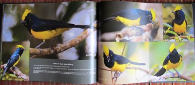 Sample pages of Feathered Wonders (2)