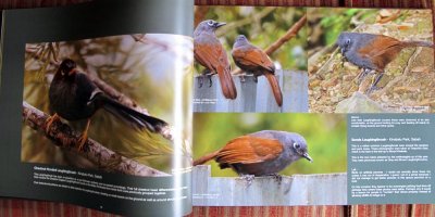 Sample pages of Feathered Wonders (3)
