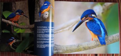 Sample pages of Feathered Wonders (3)