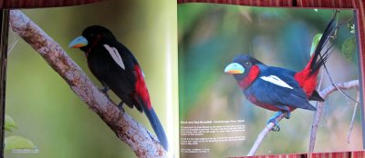 Sample pages of Feathered Wonders (3)