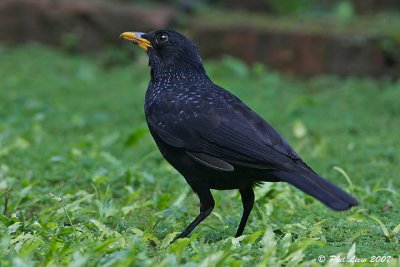 Blue Whistling Thrush