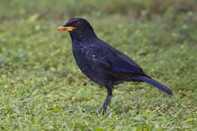 Blue Whistling Thrush