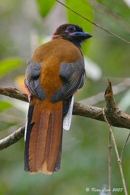 Diard's Trogon (Female)