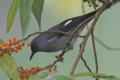 Long-Tailed Sibia