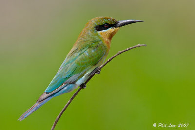 Blue-Tailed Bee Eater