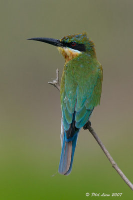 Blue-Tailed Bee Eater