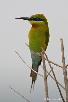 Blue-Tailed Bee Eater