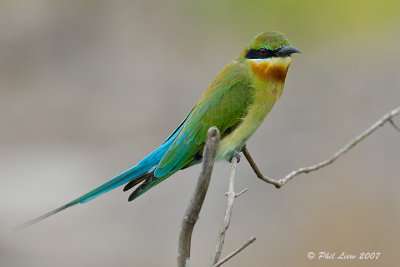 Blue-Tailed Bee Eater