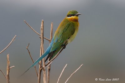 Blue-Tailed Bee Eater