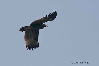 Greater  Spotted Eagle