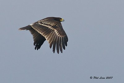 Greater  Spotted Eagle
