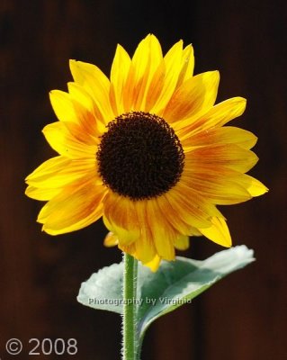 jspb_DSC_0110A.jpg