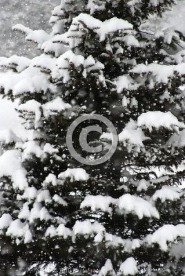 jspb_DSC_0012-F.jpg