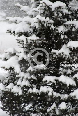 jspb_DSC_0015-F.jpg