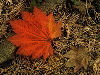 Autumn Colours XII