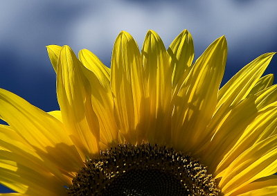 Sunflower III