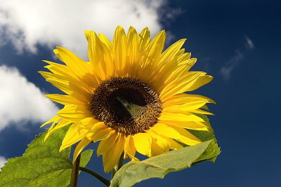 Sunflower VII