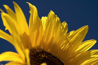 Sunflower VIII