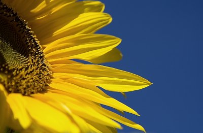 Sunflower IX