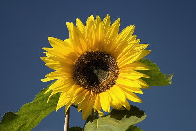 Sunflower XI