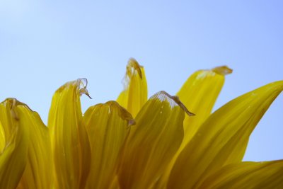 Sunflower XII
