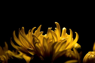 Chrysanthemum III