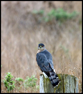 Great Northern Harrier