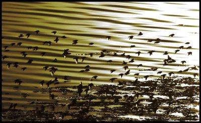 Godwits