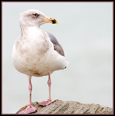 CRW_8711bg.jpg