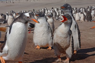 Gentoo Penguins