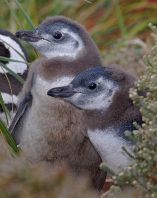 Magellanic Penguin chicks