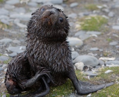 Antarctic Fur Seal pup