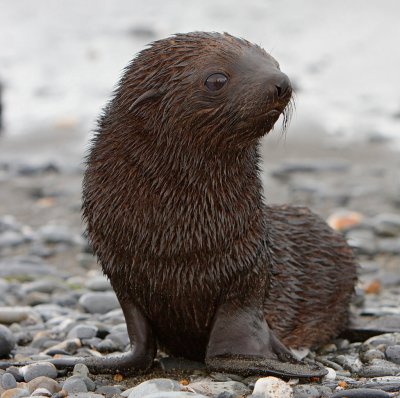 Antarctic Fur Seal pup