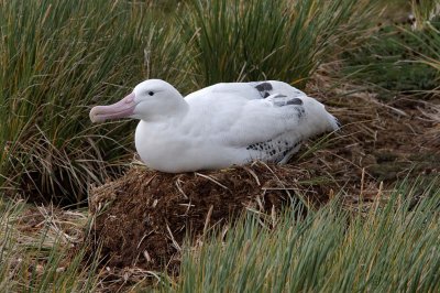 Wandering Albatross on nest