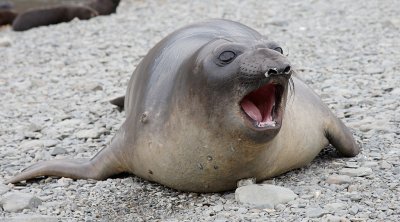 Southern Elephant Seal