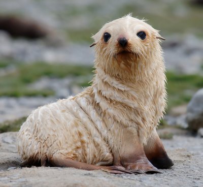 Light morph (blonde) Antarctic Fur Seal pup