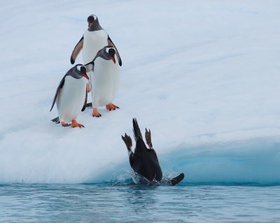 Gentoo Penguins on iceberg