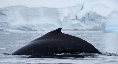 Humpback Whale