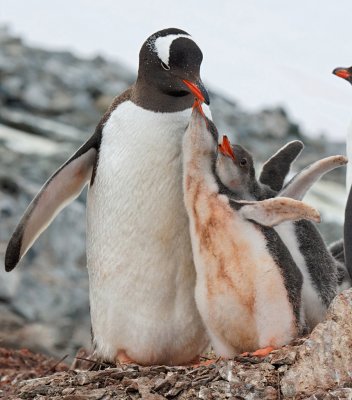 Gentoo Penguin with chicks