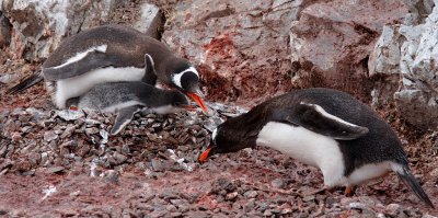 Pebble thieves will be prosecuted!