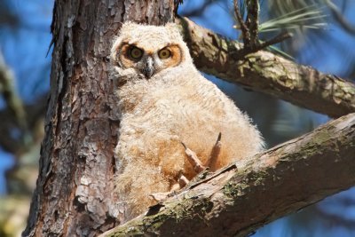 Great Horned Owlet