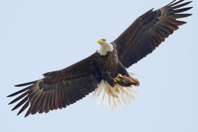 Bald Eagle