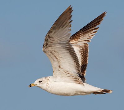 Ring-billed Gull