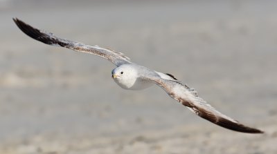 Ring-billed Gull