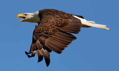 Bald Eagle