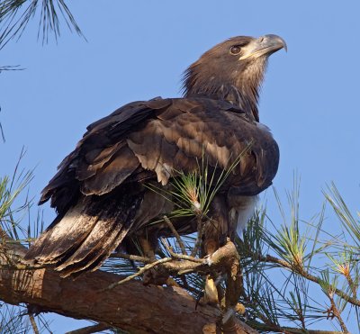 Bald Eagle (Juvenile, 11 weeks old)